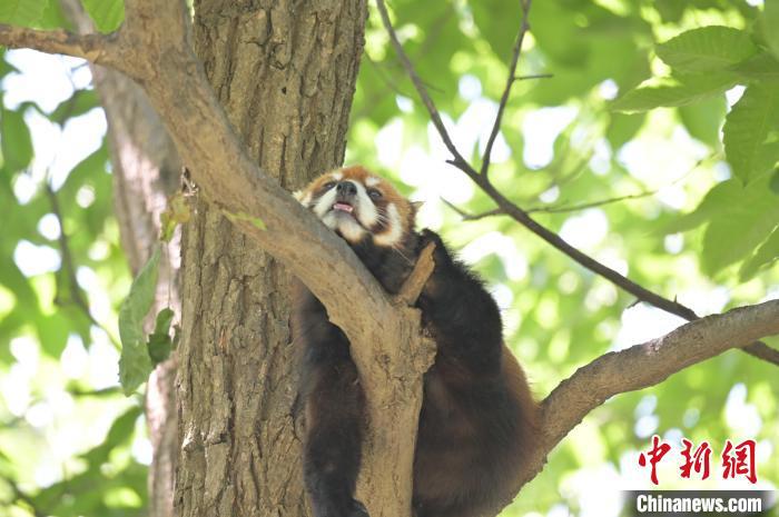 西安秦嶺野生動物園里的小熊貓?！∥靼睬貛X野生動物園供圖